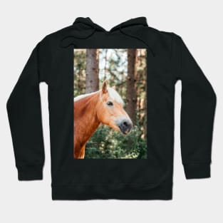 Haflinger mare in the forest Hoodie